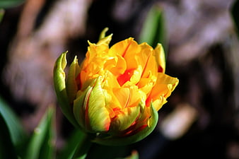 Vibrant yellow and orange tulip flower close-up