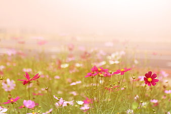 Pink cosmos flowers in a field with soft pastel background