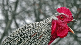 Close-up of a speckled rooster crowing with red comb