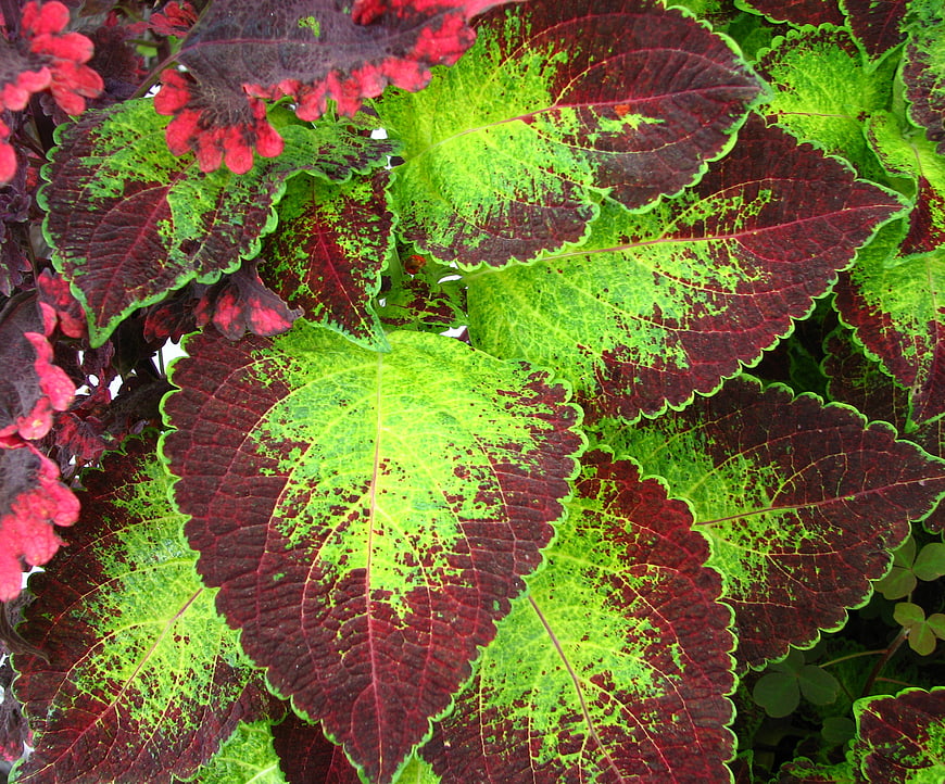 Vibrant Red and Green Coleus Leaves Close-Up