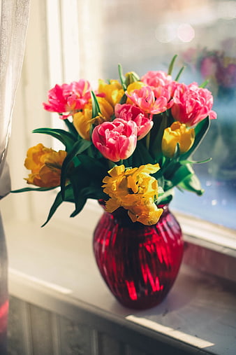 Colorful Tulips in Red Vase by Window