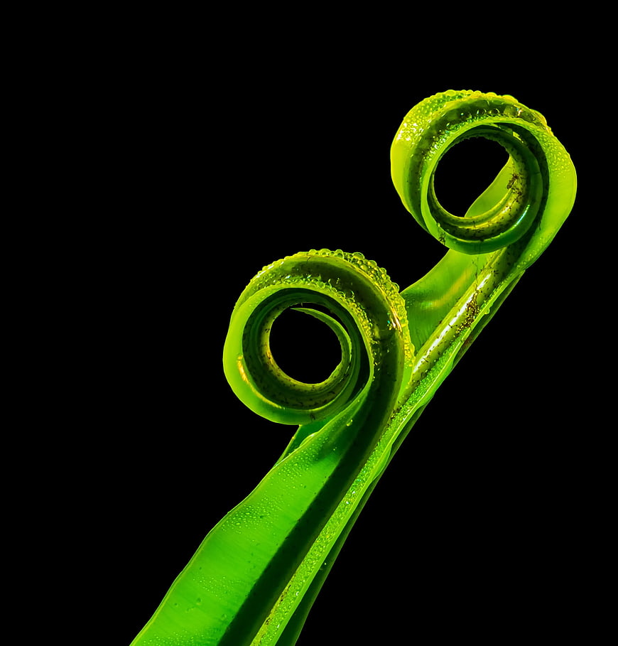 Close-up of vibrant green fern fiddlehead on black background