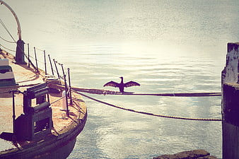 Cormorant Drying Wings on Mooring Rope at Harbor