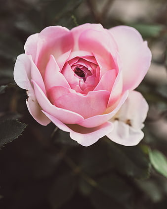 Close-up of a delicate pink rose bloom in a garden
