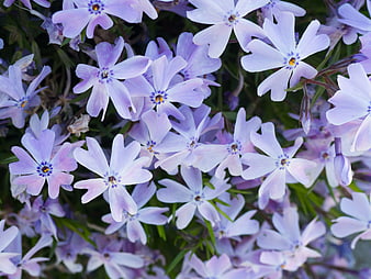 Close-up of blooming purple phlox flowers with green leaves