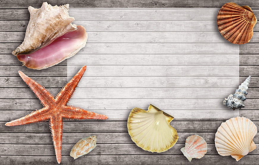 Seashells and Starfish on Weathered Wooden Background