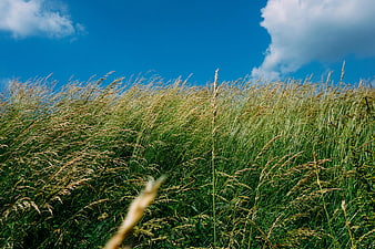Tall green grass swaying in wind under blue sky
