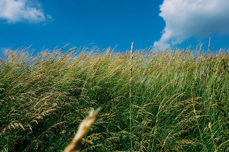 Tall green grass swaying in wind under blue sky