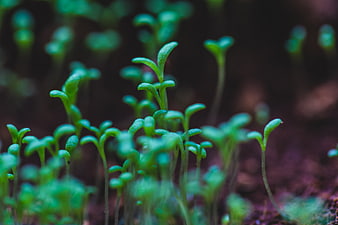 Close-up of green seedlings sprouting from dark soil