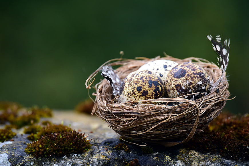Quail eggs in a nest on a mossy rock