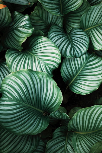 Close-up of Calathea Orbifolia Green Striped Leaves