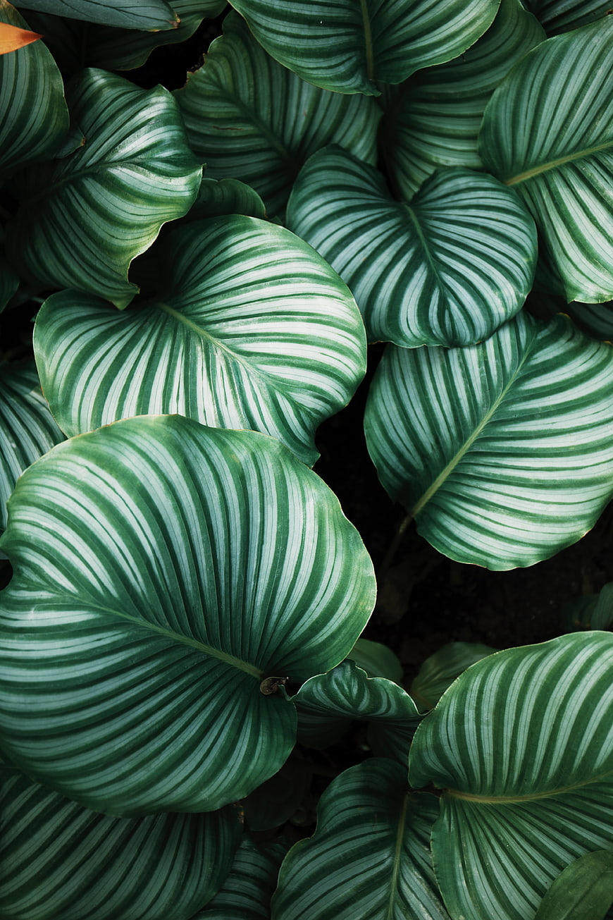 Close-up of Calathea Orbifolia Green Striped Leaves
