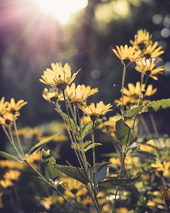 Yellow Wildflowers Backlit by Sunlight in Garden