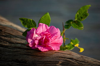 Pink Rose on Weathered Wood with Blurred Background