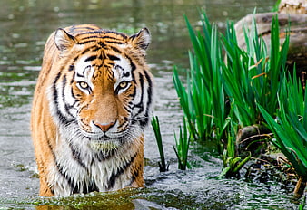 Majestic Bengal Tiger Walking Through Shallow Water