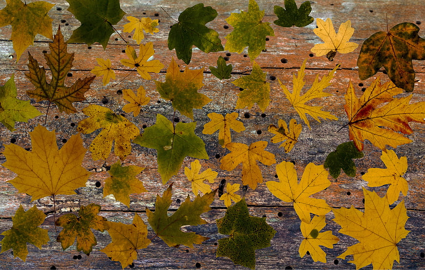 Autumn maple leaves scattered on rustic wooden background