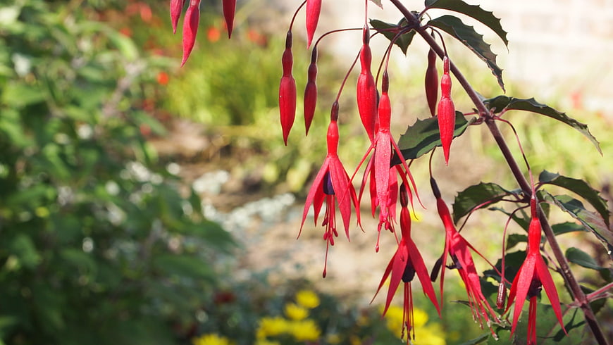 Vibrant Red Fuchsia Flowers Hanging in Garden
