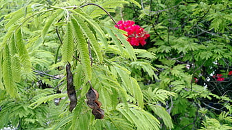 Close-up of green fern-like leaves with seed pods and red flowers