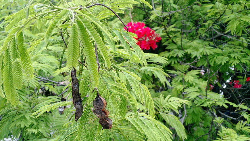 Close-up of green fern-like leaves with seed pods and red flowers