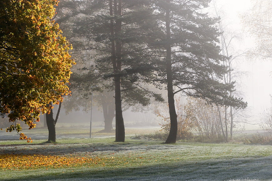 Frosty Autumn Morning in a Misty Forest Park