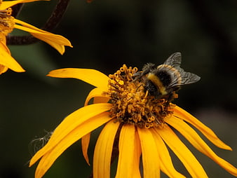 Bumblebee Pollinating Yellow Flower Close Up