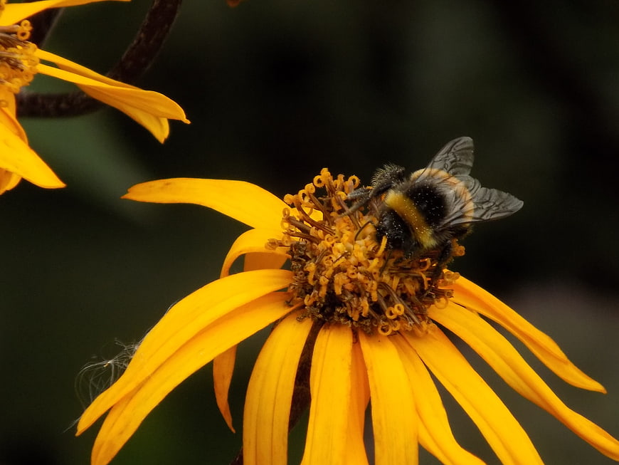 Bumblebee Pollinating Yellow Flower Close Up