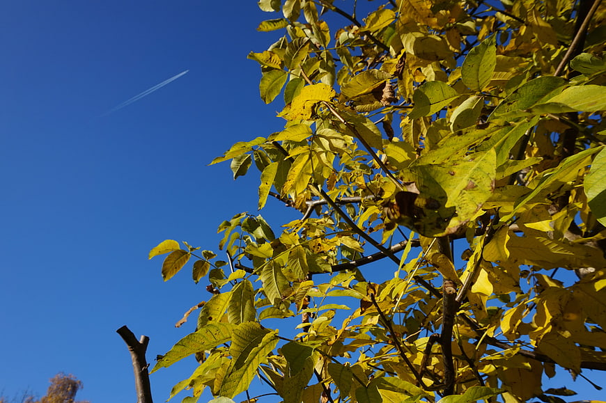 Yellow autumn leaves against blue sky with airplane contrail
