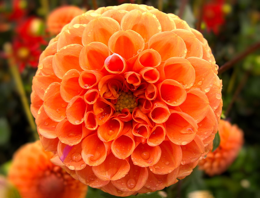 Close-up of vibrant orange dahlia with water droplets