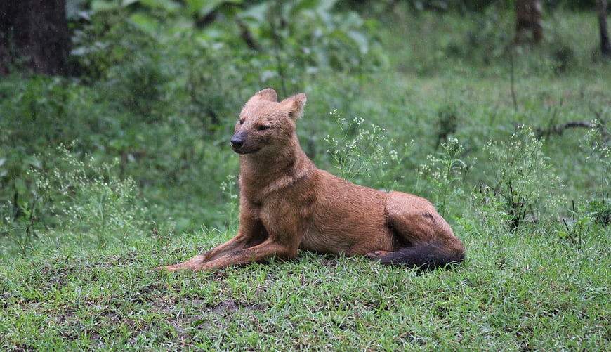 Dhole wild dog resting in green forest grass