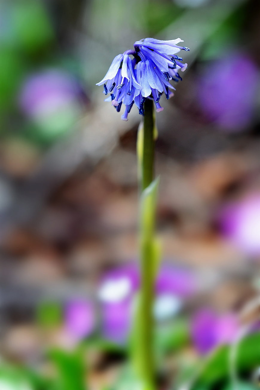 Close-up of a purple Scilla siberica wildflower