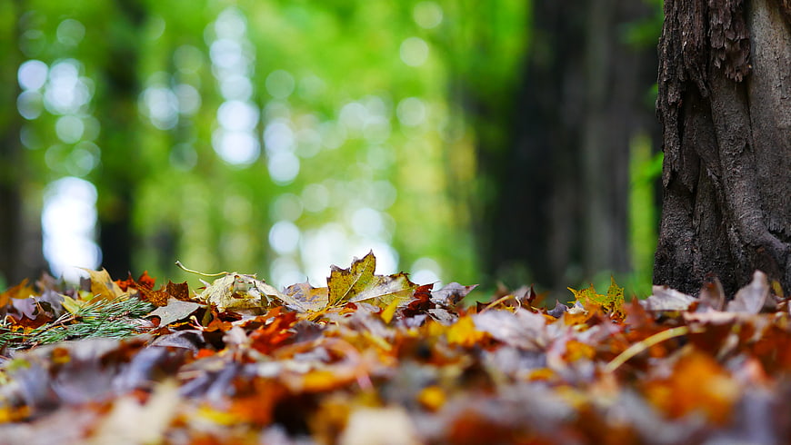 Close-up of autumn leaves on forest floor with blurred green background