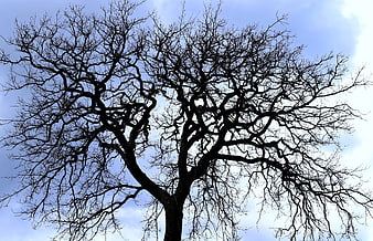 Silhouette of bare winter tree branches against blue sky