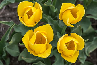 Top View of Four Vibrant Yellow Tulips in Spring Garden
