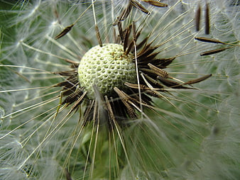Macro Close-Up of Dandelion Seed Head with Seeds