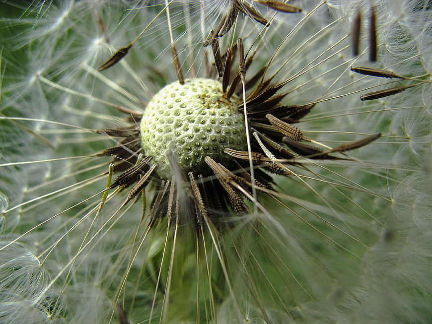 Macro Close-Up of Dandelion Seed Head with Seeds