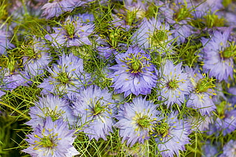 Close-up of purple love-in-a-mist flowers with feathery green foliage
