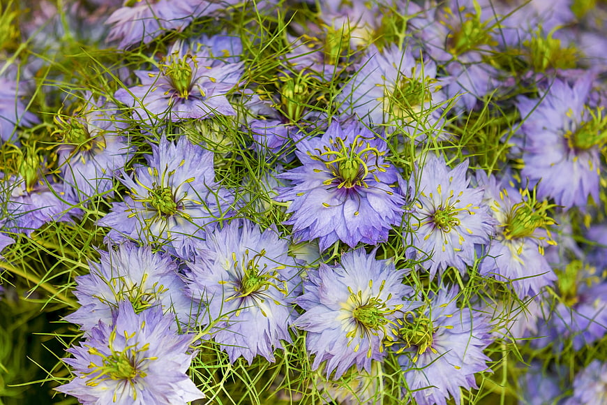 Close-up of purple love-in-a-mist flowers with feathery green foliage
