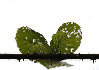 Silhouette of Thorny Stem and Green Leaves Against White Background