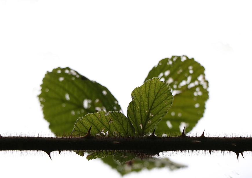 Silhouette of Thorny Stem and Green Leaves Against White Background