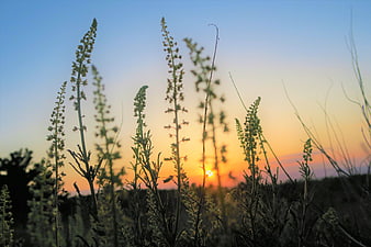 Silhouetted Wildflowers Against a Vibrant Sunset Sky