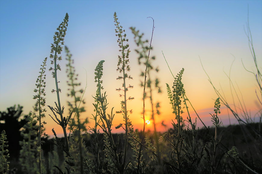 Silhouetted Wildflowers Against a Vibrant Sunset Sky