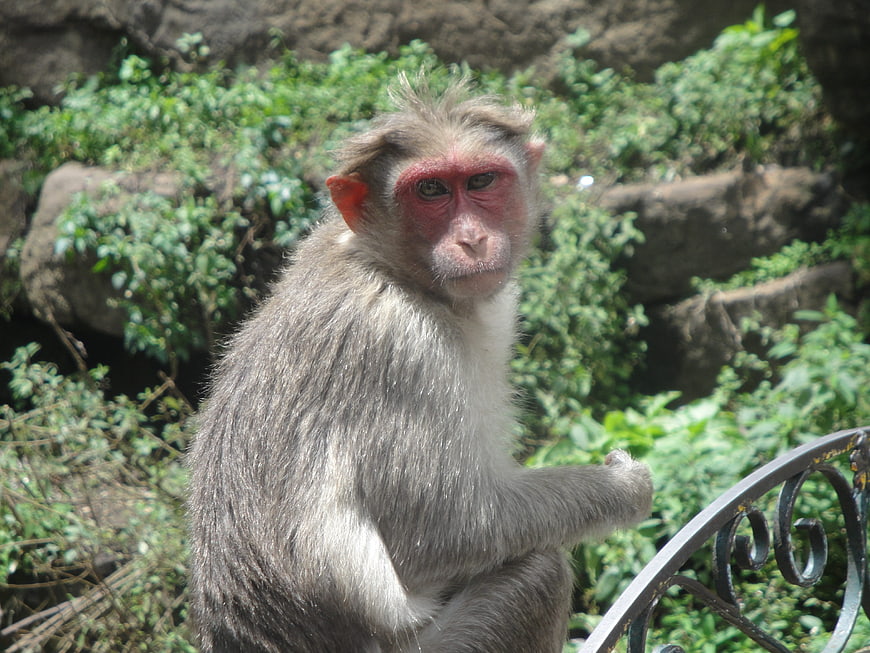 Portrait of a Stare Macaque Monkey in Natural Habitat