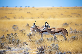 Springbok Antelopes Standing In Golden Grassland Savanna