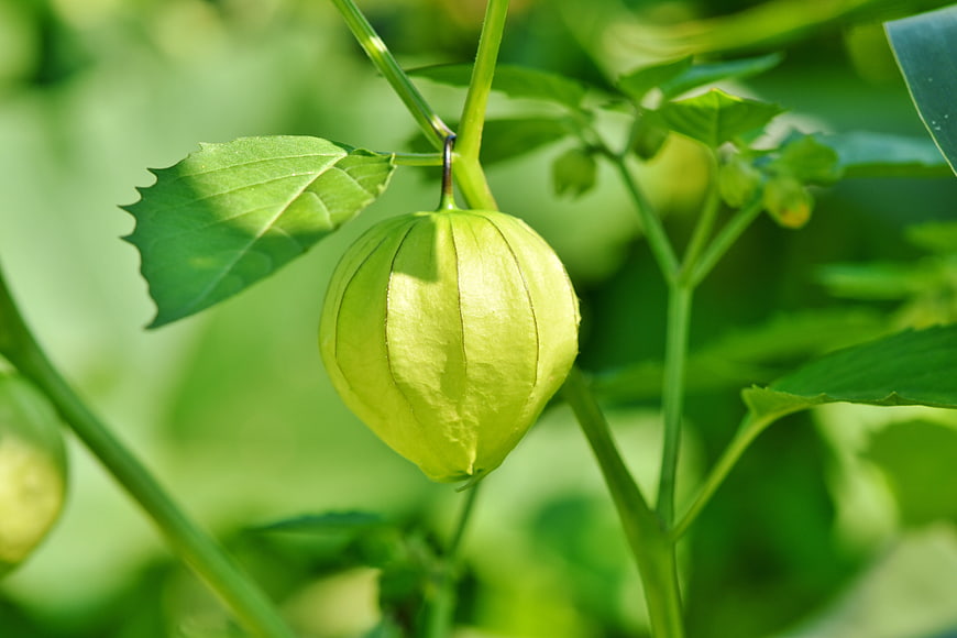 Close-up of a green cape gooseberry fruit hanging on a plant stem