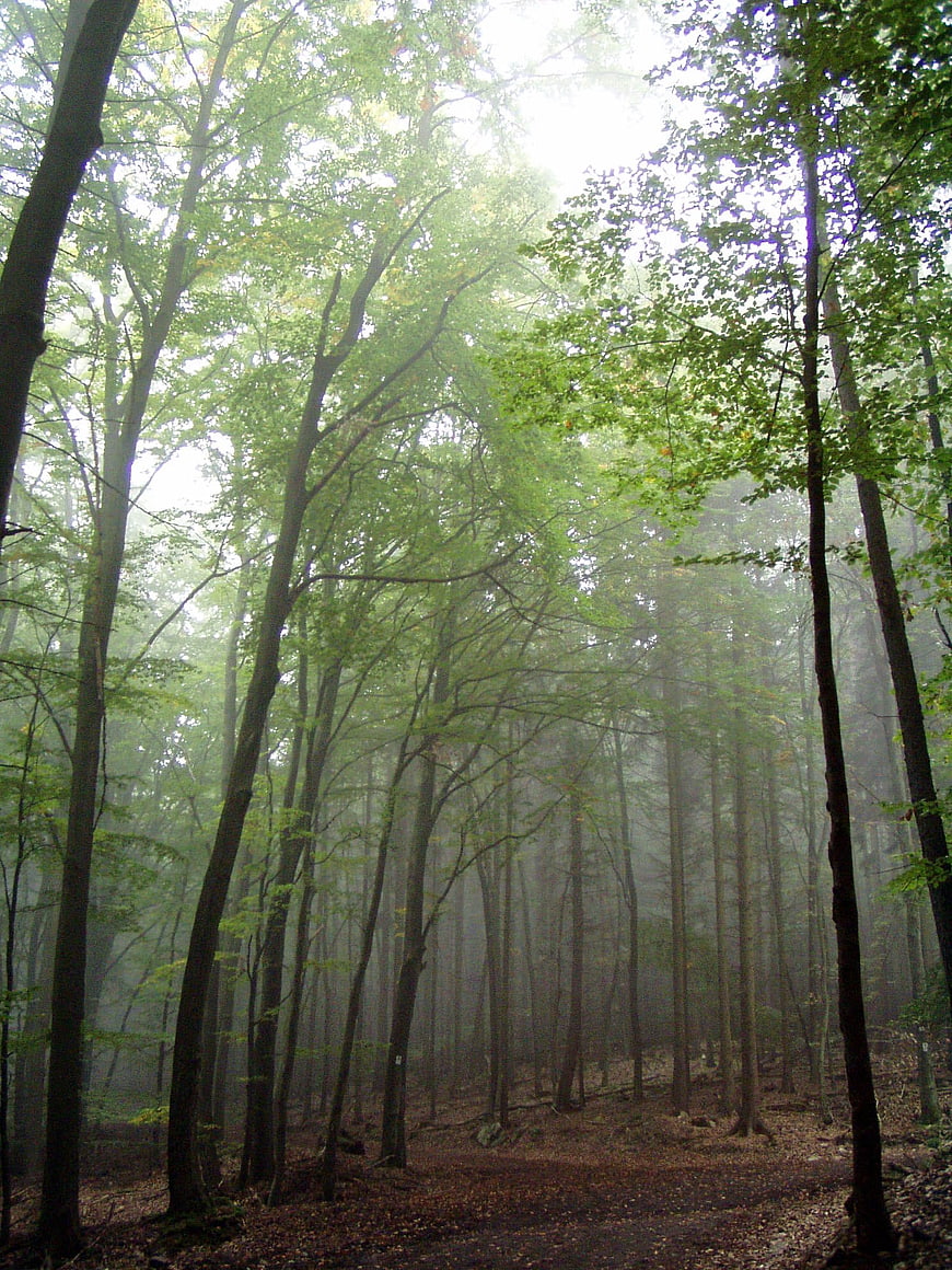 Misty forest path with tall trees and autumn leaves