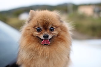 Cute fluffy Pomeranian dog with tongue out