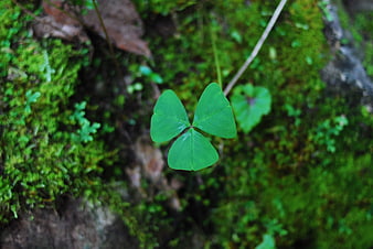 Four-leaf clover on mossy forest floor background