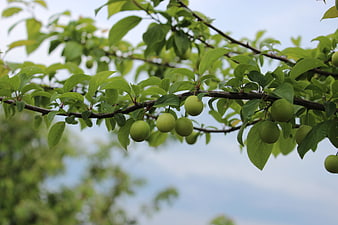 Green plums growing on a tree branch with leaves