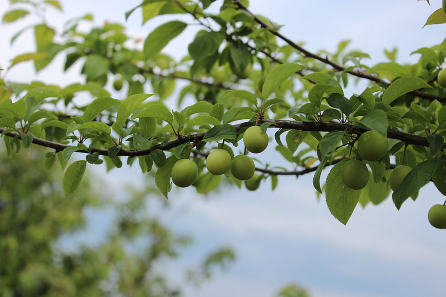Green plums growing on a tree branch with leaves