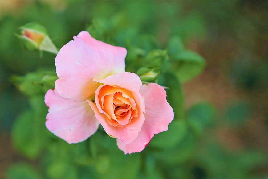 Close-up of a delicate pink rose with orange center